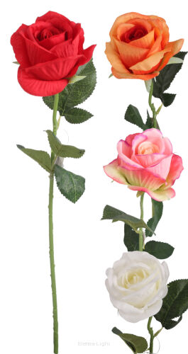 Róża pojedyncza YFS137 50cm